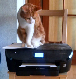 Dexter is a cat who is rather confused by a printer